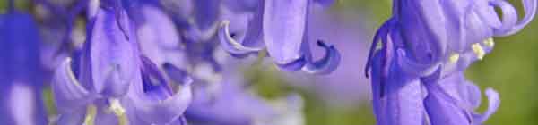 Bluebell flowers