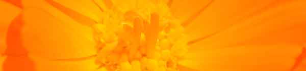 Calendula flower