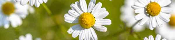 Chamomile Flower