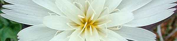 White Chicory Flower