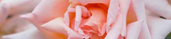 Compassion Rose Flower