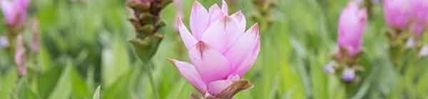 A field of Curcuma flowers