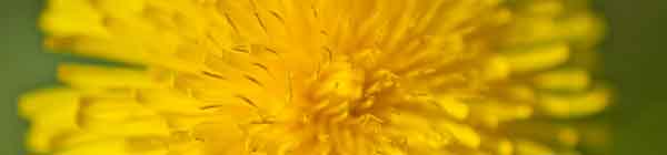 Dandelion flower