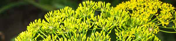 Dill flowers