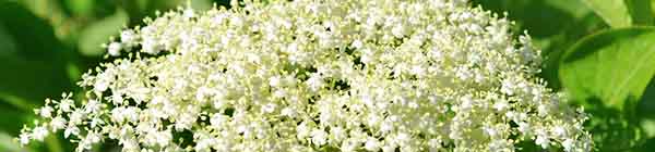 Elderflower flowers