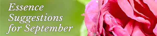 Essence Suggestions fot the Month Essence Suggestions fot the Month