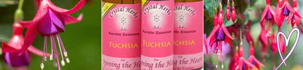 A Fuchsia flower, three bottles of Fuchsia flower essences and a bush of Fuchsia flowers