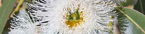 Eucalyptus flowers