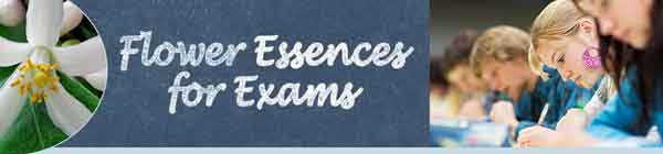 Flower Essences for Exams - flower, text and people taking an exam