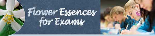 Flower Essences for Exams Flower Essences for Exams - flower, text and people taking an exam