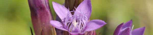Gentian Flowers