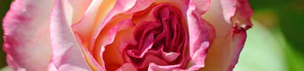 Picture of a Handel Rose flower