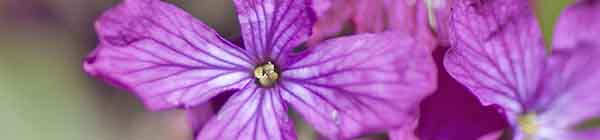 Close up of Honesty flowers