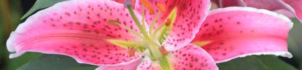 Stargazer Lily flower