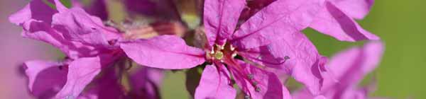 Loosestrife flower