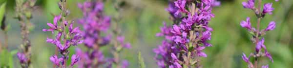 Picture of Loosestrife flowers in nature