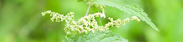 Nettle Flowers with a green background