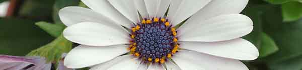 Osteospermum flower