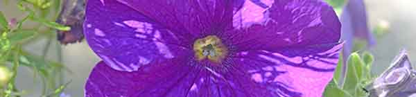 Petunia flower