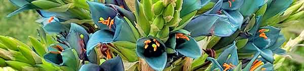 Puya flower