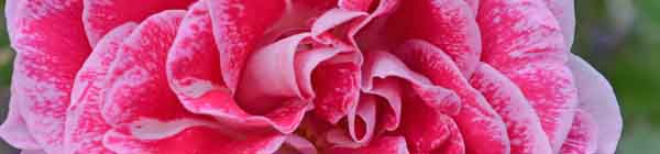 Regensberg Rose Flower