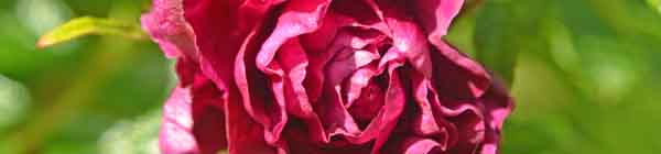 Rosa De La Hay Rose Flower