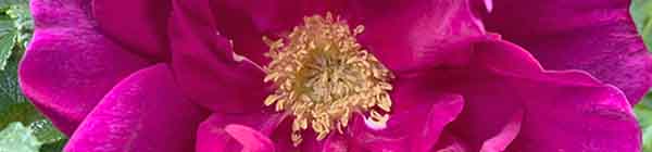 Rosa De La Hay flower