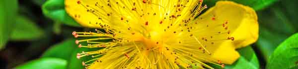 Rose of Sharon flowers