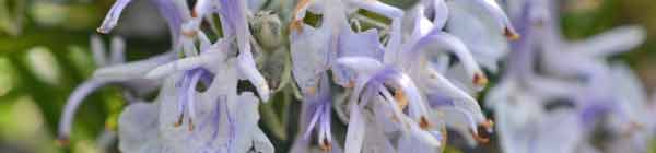 Rosemary flower