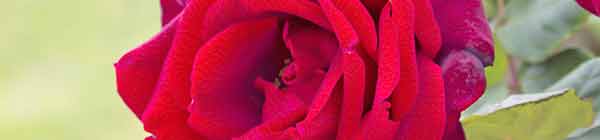 Ruby Red Rose Flower close up