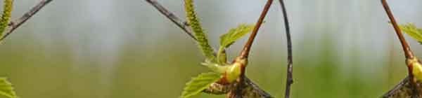 Picture of Silver Birch catkins