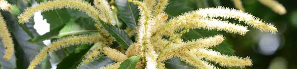 A picture of Sweet Chestnut flowers growing on a tree