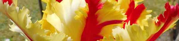 Flaming Parrot Tulip flower