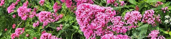 Valerian Flowers