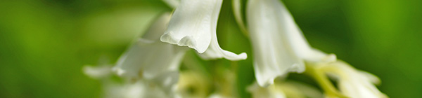 White Bluebell flowers