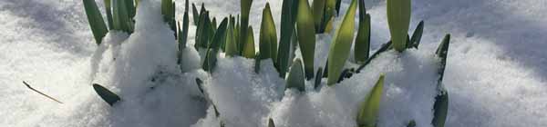 Nature emerging through the snow!