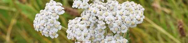 Yarrow Flowers with a grassy background