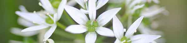 Garlic Flowers