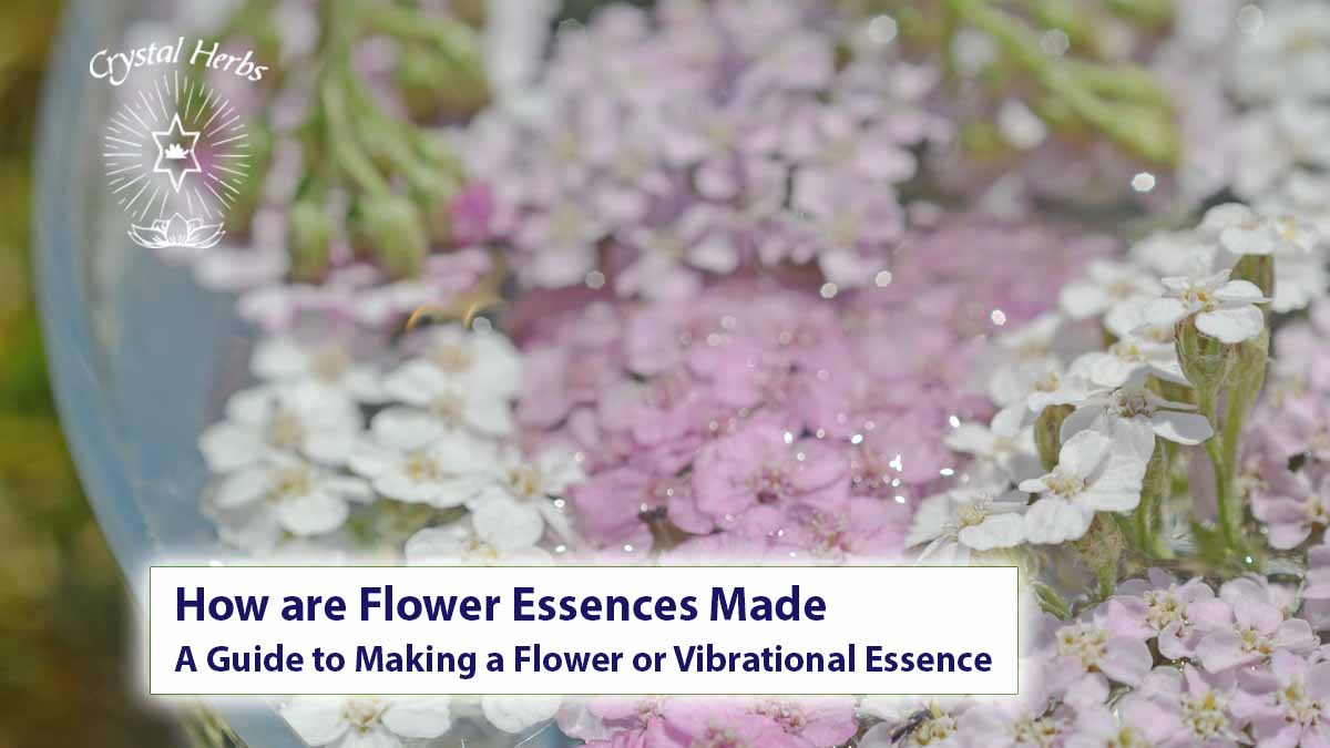 How Do Flower Essences Work On The Subtle Energy Systems Best Flower Site