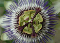 Passion Flower