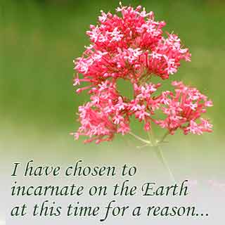 Valerian Flower & Quote Valerian flower with a text quote