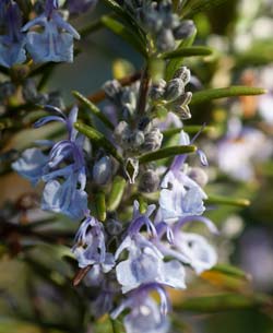 Rosemary Flowers