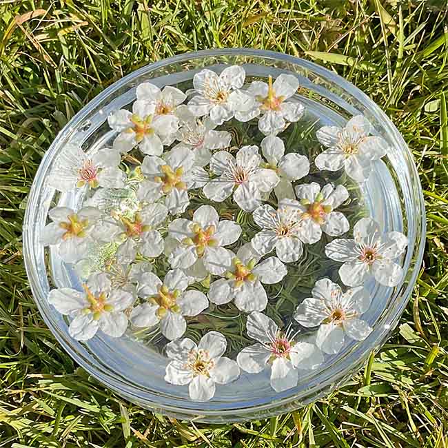 Apricot flowers potentising in a bowl of water to make a mother tincture essence
