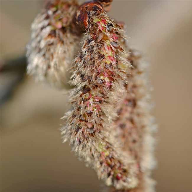 Picture of an Aspen flower