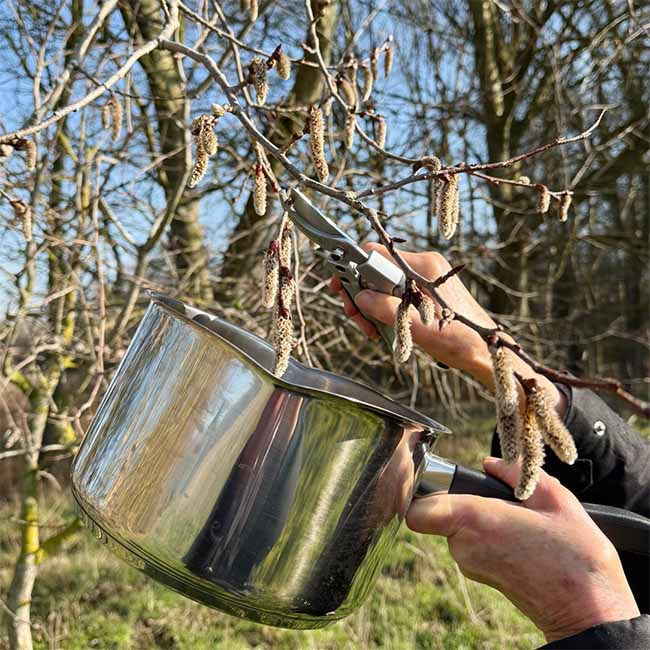 Picture of Aspen flowers being put into a saucepan to make the boiling method remedy