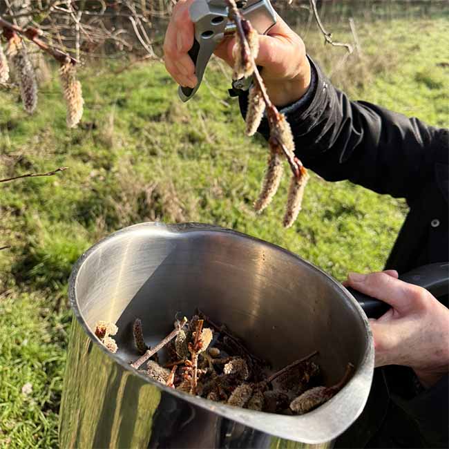 Another angle of Aspen flowers being put into a saucepan to make the boiling method remedy