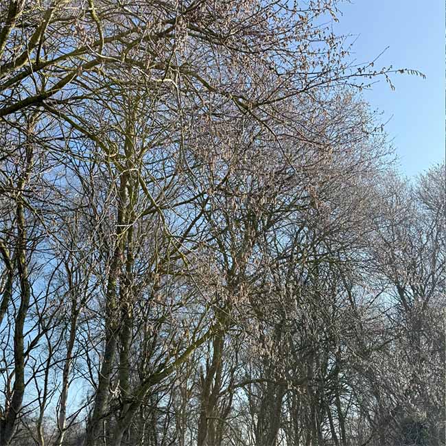 A picture of Aspen trees in bloom in the spring sunshine in the UK