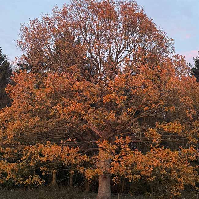 A Bach Remedy set packaged and ready to send to our customers