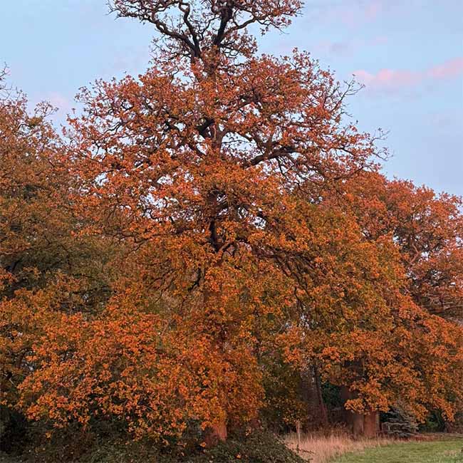 A tree with deep orange leaves in autumn at Crystal Herbs