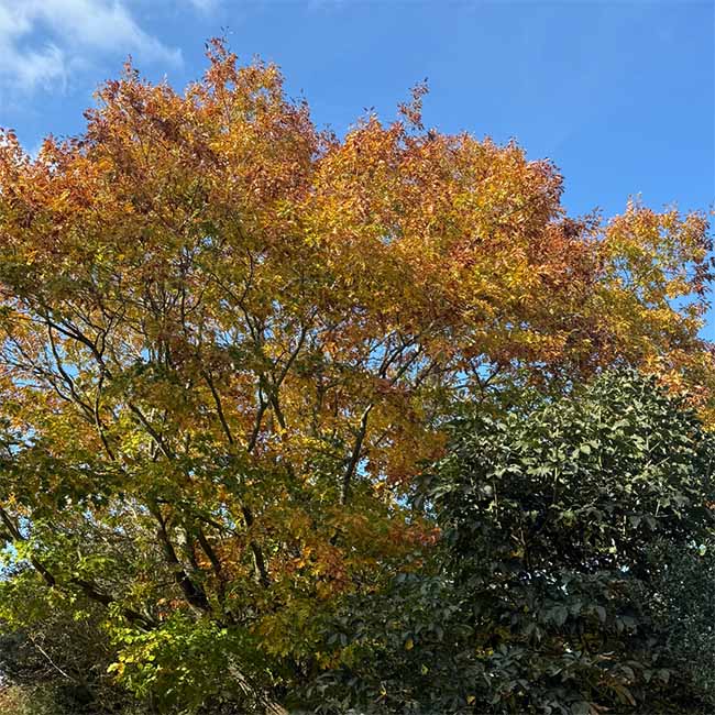 A tree in autumn with yellowing leaves against a blue sky